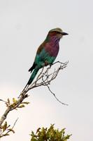 Krüger-Nationalpark