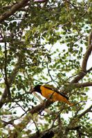 Krüger-Nationalpark