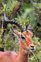 Krüger-Nationalpark