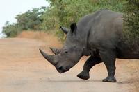 Krüger-Nationalpark