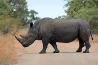 Krüger-Nationalpark