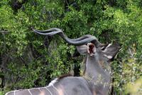 Krüger-Nationalpark