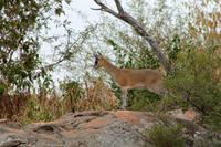 Krüger-Nationalpark