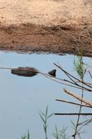 Krüger-Nationalpark