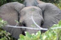 Krüger-Nationalpark