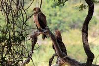 Krüger-Nationalpark