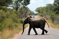 Krüger-Nationalpark