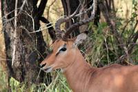 Krüger-Nationalpark