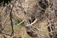 Krüger-Nationalpark