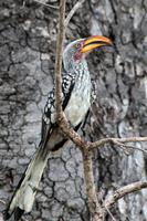 Krüger-Nationalpark