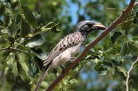 Krüger-Nationalpark