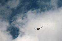 Krüger-Nationalpark