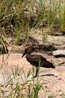 Krüger-Nationalpark