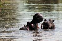 Krüger-Nationalpark