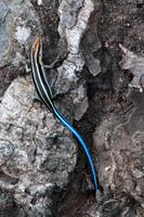 Krüger-Nationalpark