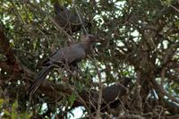 Krüger-Nationalpark