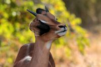 Krüger-Nationalpark