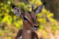 Krüger-Nationalpark