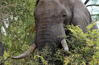 Krüger-Nationalpark