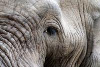 Krüger-Nationalpark