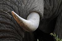 Krüger-Nationalpark