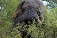 Krüger-Nationalpark