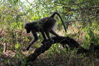 Krüger-Nationalpark