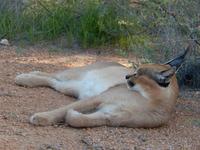 04_ZÜ Hammerstein Lodge (4)