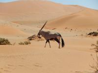 05_Namib Naukluft Nationalpark (29)