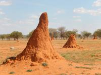 10_Beeindruckender Termitenhügel