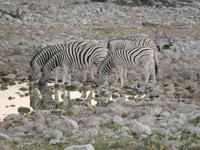 10_Etopha Nationalpark (6)