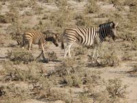 10_Etopha Nationalpark (8)