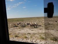 11_Tiere im Etosha Nationalpark (1)