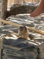 11_Tiere im Etosha Nationalpark (10)