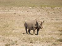 11_Tiere im Etosha Nationalpark (12)