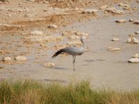 11_Tiere im Etosha Nationalpark (3)