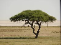11_Tiere im Etosha Nationalpark (4)