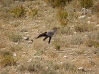 11_Tiere im Etosha Nationalpark (5)