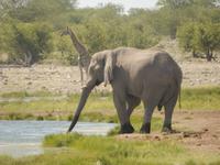 11_Tiere im Etosha Nationalpark (8)