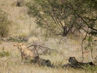 12_Tiere im Etosha Nationalpark (3)