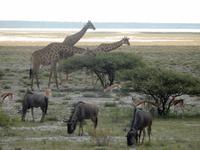 12_Tiere im Etosha Nationalpark (4)