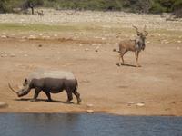 12_Tiere im Etosha Nationalpark (6)