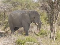 12_Tiere im Etosha Nationalpark (9)