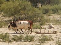 14_Afrikanischer Rennschlitten