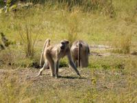 14_Safari im Boot und Jeep (9)
