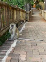 16_ZÜ in Kasane, Chobe Safari Lodge (2)