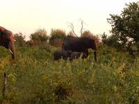 17_Botswana Chobe Nationalpark (1)