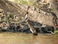 17_Botswana Chobe Nationalpark (10)