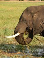 17_Botswana Chobe Nationalpark (14)