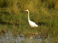 17_Botswana Chobe Nationalpark (17)